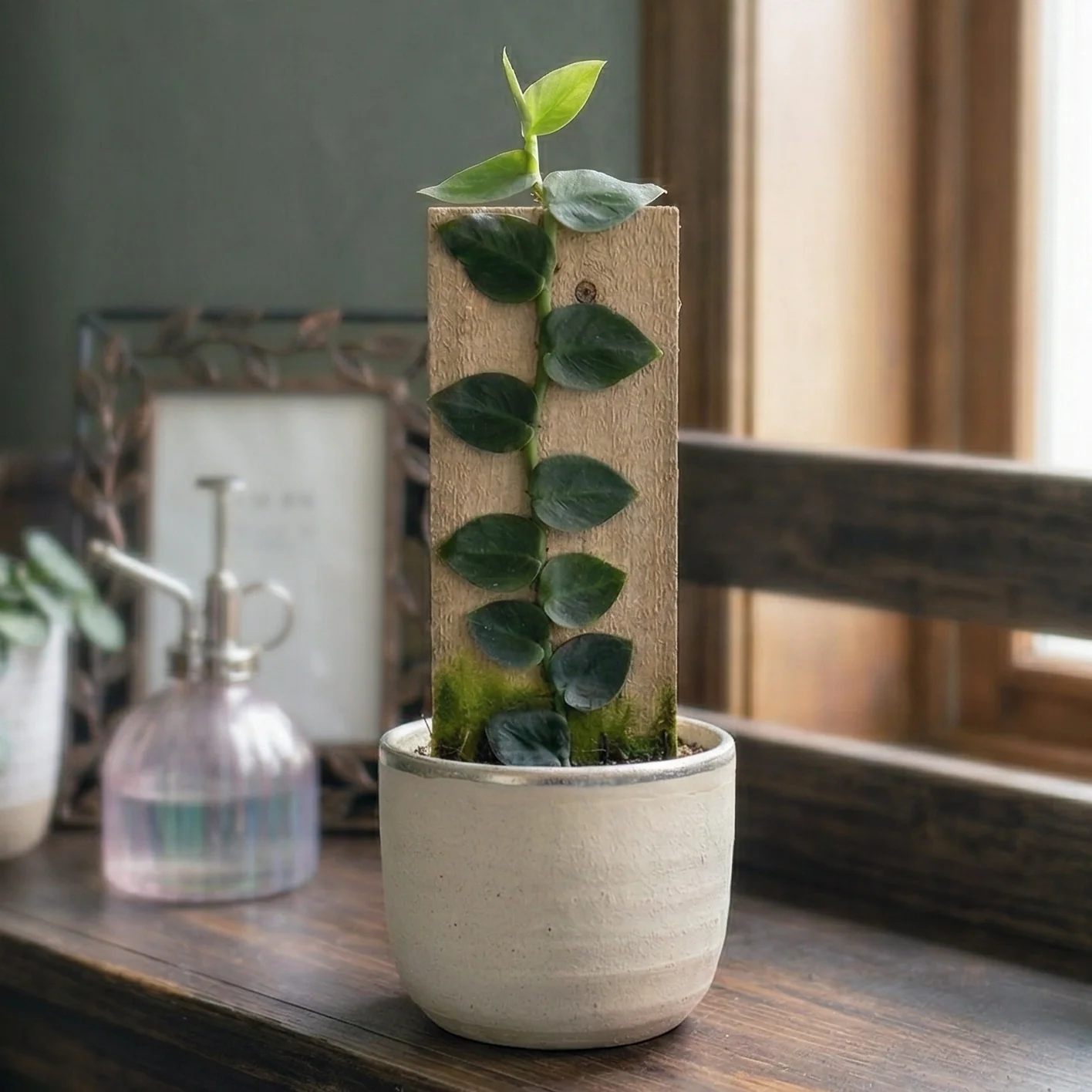 Best seller plant only